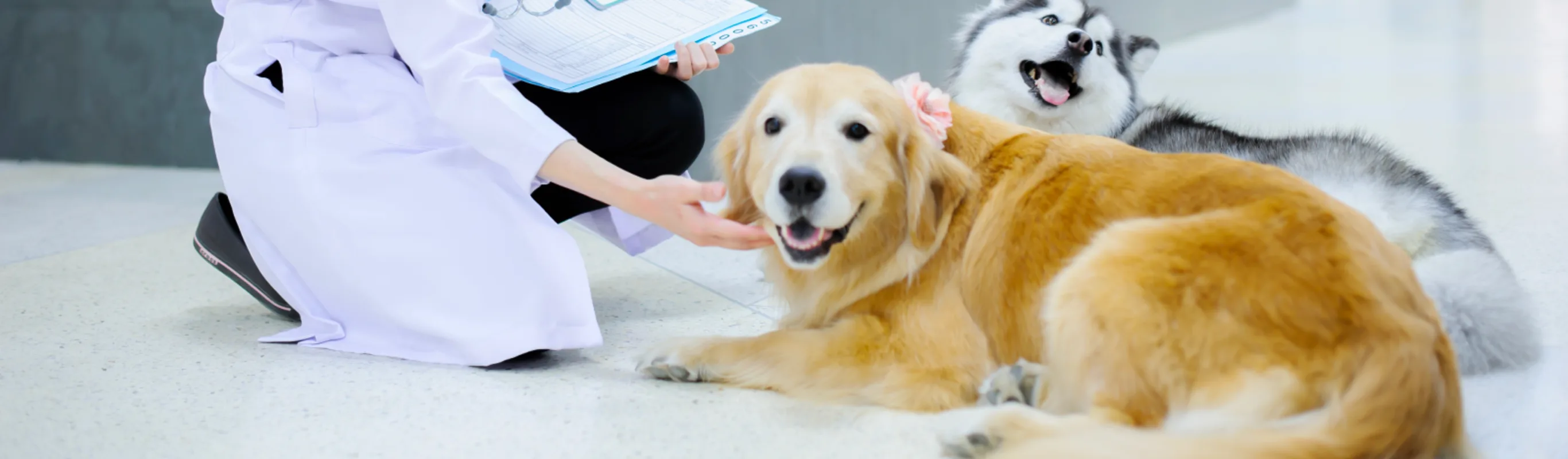 Technician petting two dogs that are laying on the tile